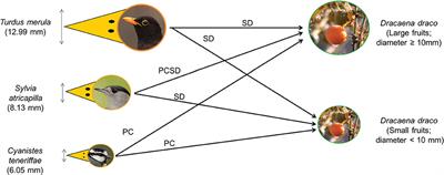 Unraveling the Seed Dispersal System of an Insular “Ghost” Dragon Tree (Dracaena draco) in the Wild